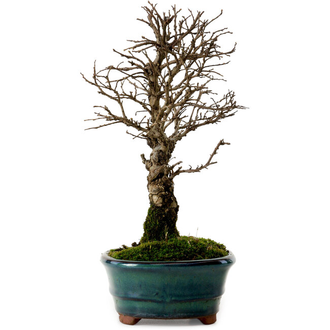 Ulmus parvifolia Nire, 22 cm, ± 10 anni