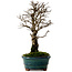 Ulmus parvifolia Nire, 22 cm, ± 10 years old