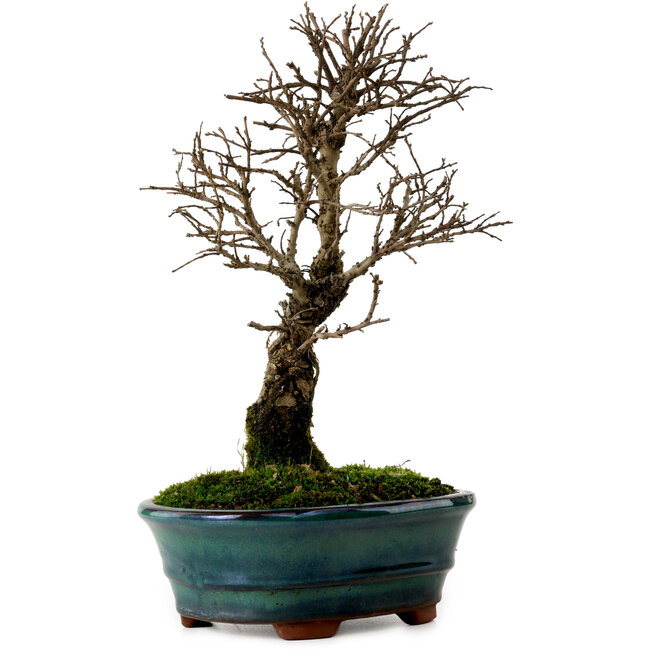 Ulmus parvifolia Nire, 22 cm, ± 10 anni