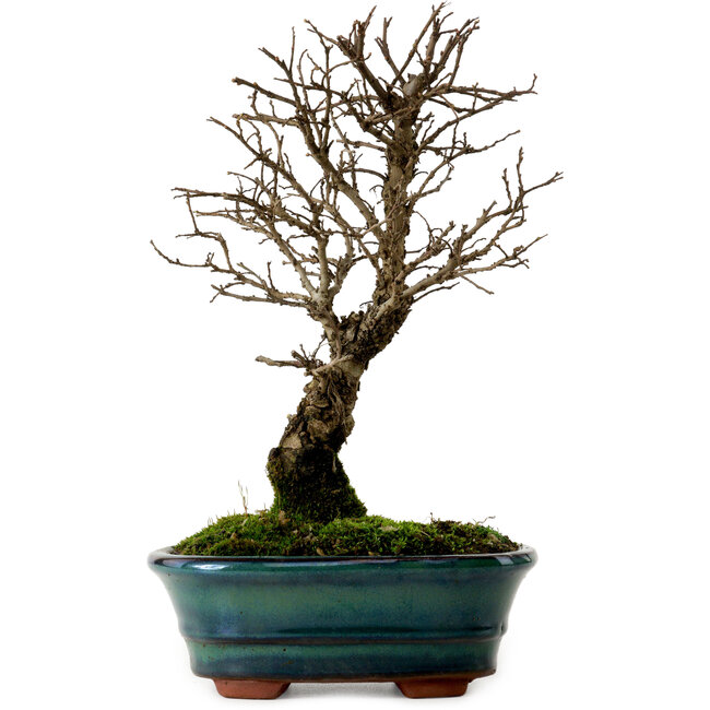 Ulmus parvifolia Nire, 22 cm, ± 10 jaar oud