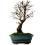 Ulmus parvifolia Nire, 22 cm, ± 10 ans