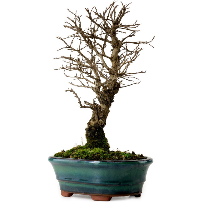 Ulmus parvifolia Nire, 22 cm, ± 10 jaar oud