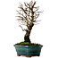 Ulmus parvifolia Nire, 22 cm, ± 10 Jahre alt