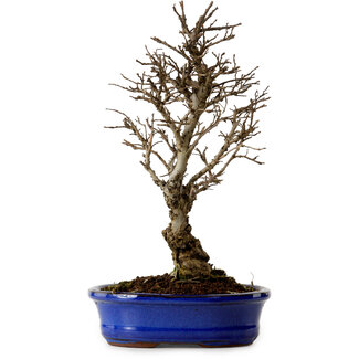 Ulmus parvifolia Nire, 22 cm, ± 10 Jahre alt