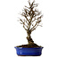 Ulmus parvifolia Nire, 22 cm, ± 10 years old