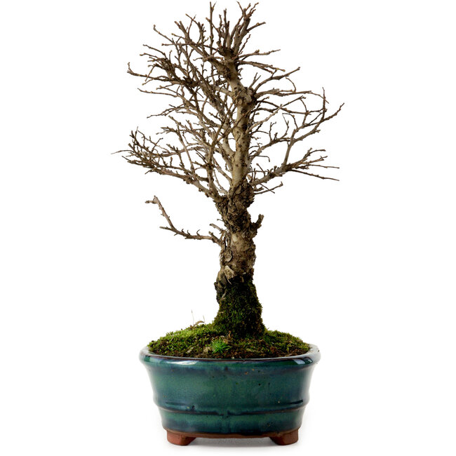 Ulmus parvifolia Nire, 22 cm, ± 10 years old