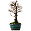Ulmus parvifolia Nire, 22 cm, ± 10 ans