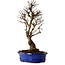 Ulmus parvifolia Nire, 22 cm, ± 10 years old