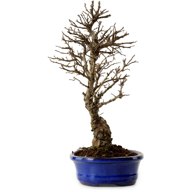 Ulmus parvifolia Nire, 22 cm, ± 10 años