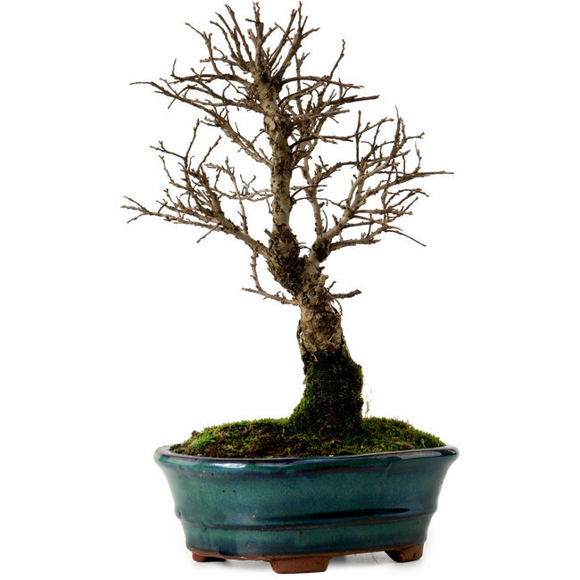 Ulmus parvifolia Nire, 22 cm, ± 10 Jahre alt