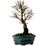 Ulmus parvifolia Nire, 22 cm, ± 10 years old