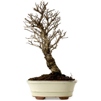 Ulmus parvifolia Nire, 22 cm, ± 10 años