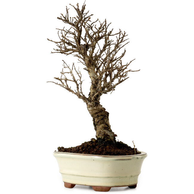 Ulmus parvifolia Nire, 22 cm, ± 10 anni