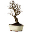 Ulmus parvifolia Nire, 22 cm, ± 10 ans
