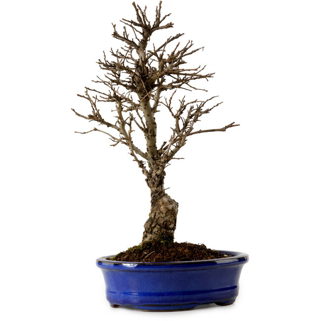 Ulmus parvifolia Nire, 22 cm, ± 10 anni