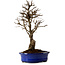 Ulmus parvifolia Nire, 22 cm, ± 10 ans