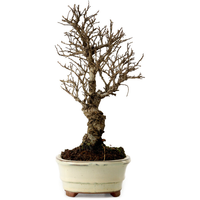 Ulmus parvifolia Nire, 22 cm, ± 10 años