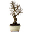 Ulmus parvifolia Nire, 22 cm, ± 10 years old