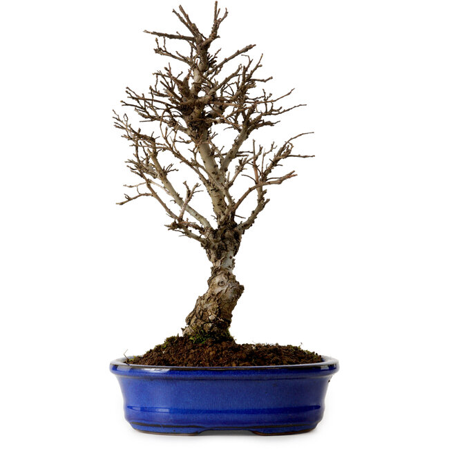 Ulmus parvifolia Nire, 22 cm, ± 10 jaar oud