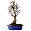 Ulmus parvifolia Nire, 22 cm, ± 10 years old