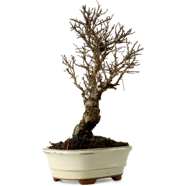 Ulmus parvifolia Nire, 22 cm, ± 10 ans