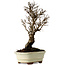 Ulmus parvifolia Nire, 22 cm, ± 10 years old