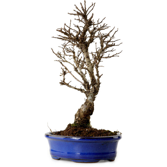 Ulmus parvifolia Nire, 22 cm, ± 10 years old