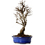 Ulmus parvifolia Nire, 22 cm, ± 10 ans