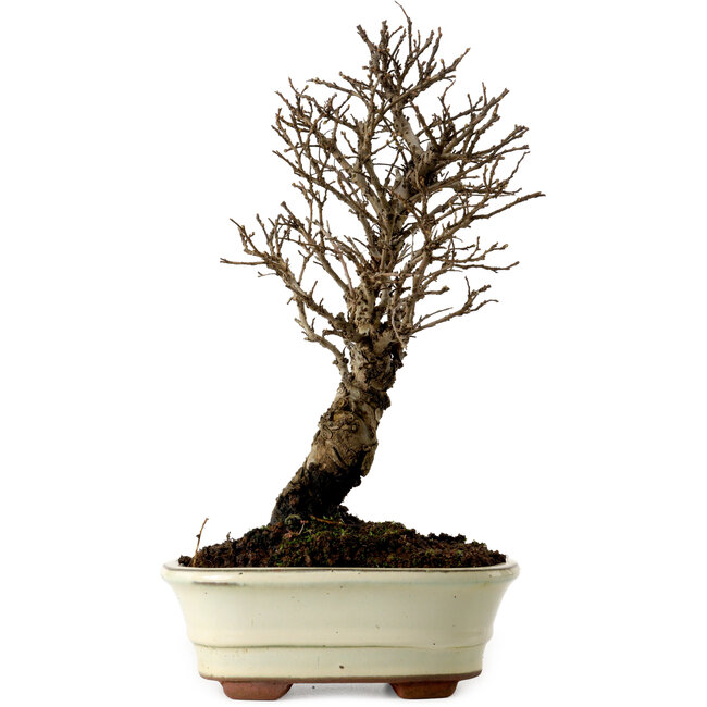 Ulmus parvifolia Nire, 22 cm, ± 10 jaar oud