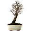 Ulmus parvifolia Nire, 22 cm, ± 10 years old