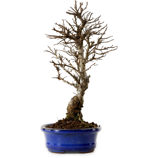 Ulmus parvifolia Nire, 22 cm, ± 10 Jahre alt