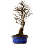Ulmus parvifolia Nire, 22 cm, ± 10 ans