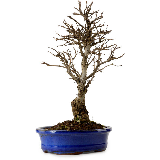 Ulmus parvifolia Nire, 22 cm, ± 10 jaar oud