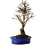 Ulmus parvifolia Nire, 22 cm, ± 10 ans