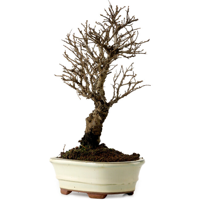 Ulmus parvifolia Nire, 22 cm, ± 10 ans