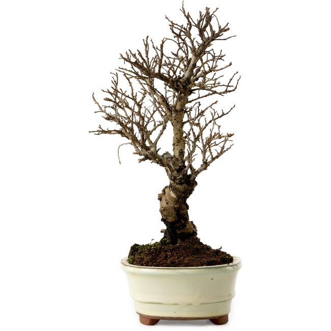 Ulmus parvifolia Nire, 22 cm, ± 10 Jahre alt