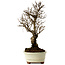 Ulmus parvifolia Nire, 22 cm, ± 10 ans