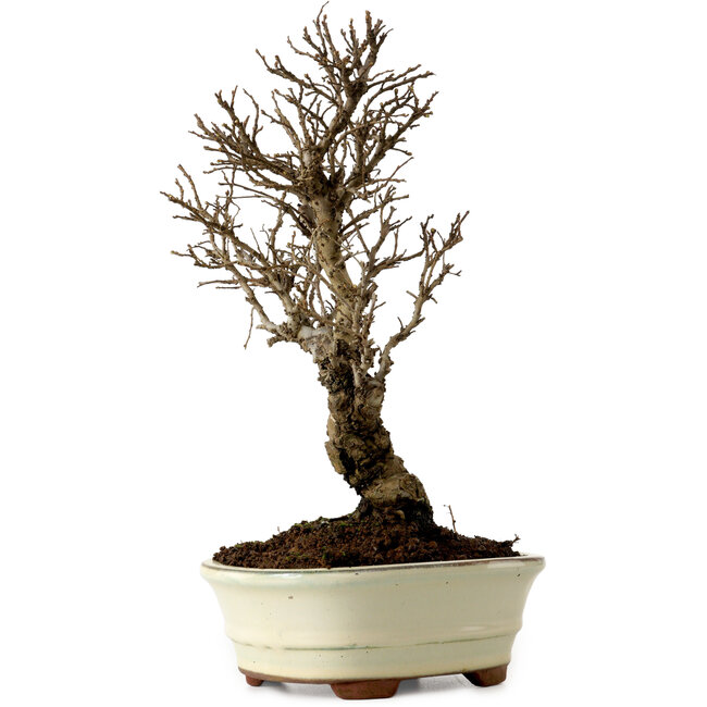 Ulmus parvifolia Nire, 22 cm, ± 10 anni