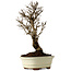 Ulmus parvifolia Nire, 22 cm, ± 10 ans