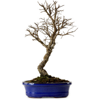 Ulmus parvifolia Nire, 22 cm, ± 10 years old