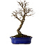 Ulmus parvifolia Nire, 22 cm, ± 10 years old