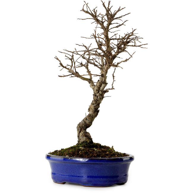 Ulmus parvifolia Nire, 22 cm, ± 10 anni