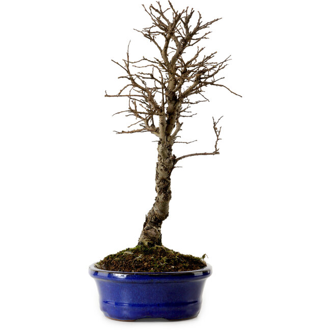 Ulmus parvifolia Nire, 22 cm, ± 10 jaar oud