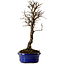 Ulmus parvifolia Nire, 22 cm, ± 10 ans