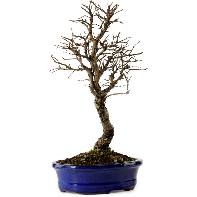 Ulmus parvifolia Nire, 22 cm, ± 10 jaar oud