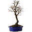 Ulmus parvifolia Nire, 22 cm, ± 10 ans