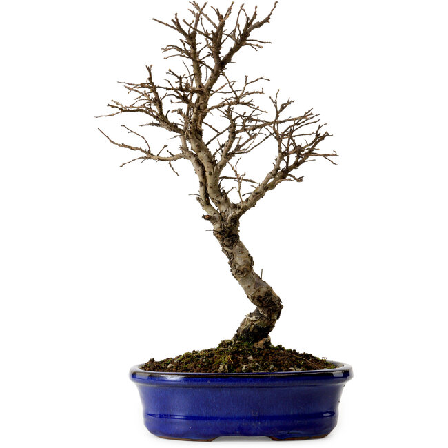 Ulmus parvifolia Nire, 22 cm, ± 10 anni