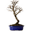 Ulmus parvifolia Nire, 22 cm, ± 10 years old