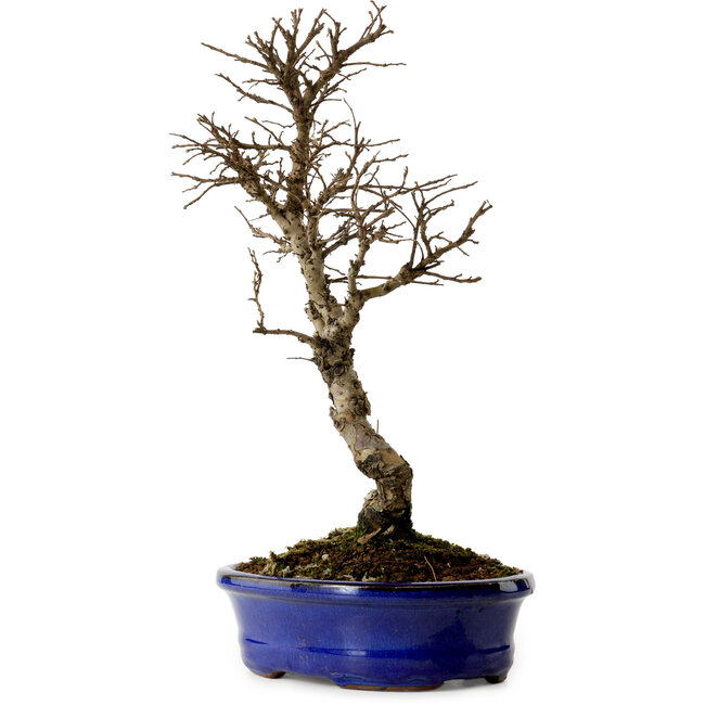 Ulmus parvifolia Nire, 22 cm, ± 10 jaar oud