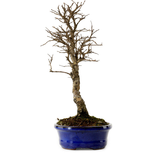Ulmus parvifolia Nire, 22 cm, ± 10 years old